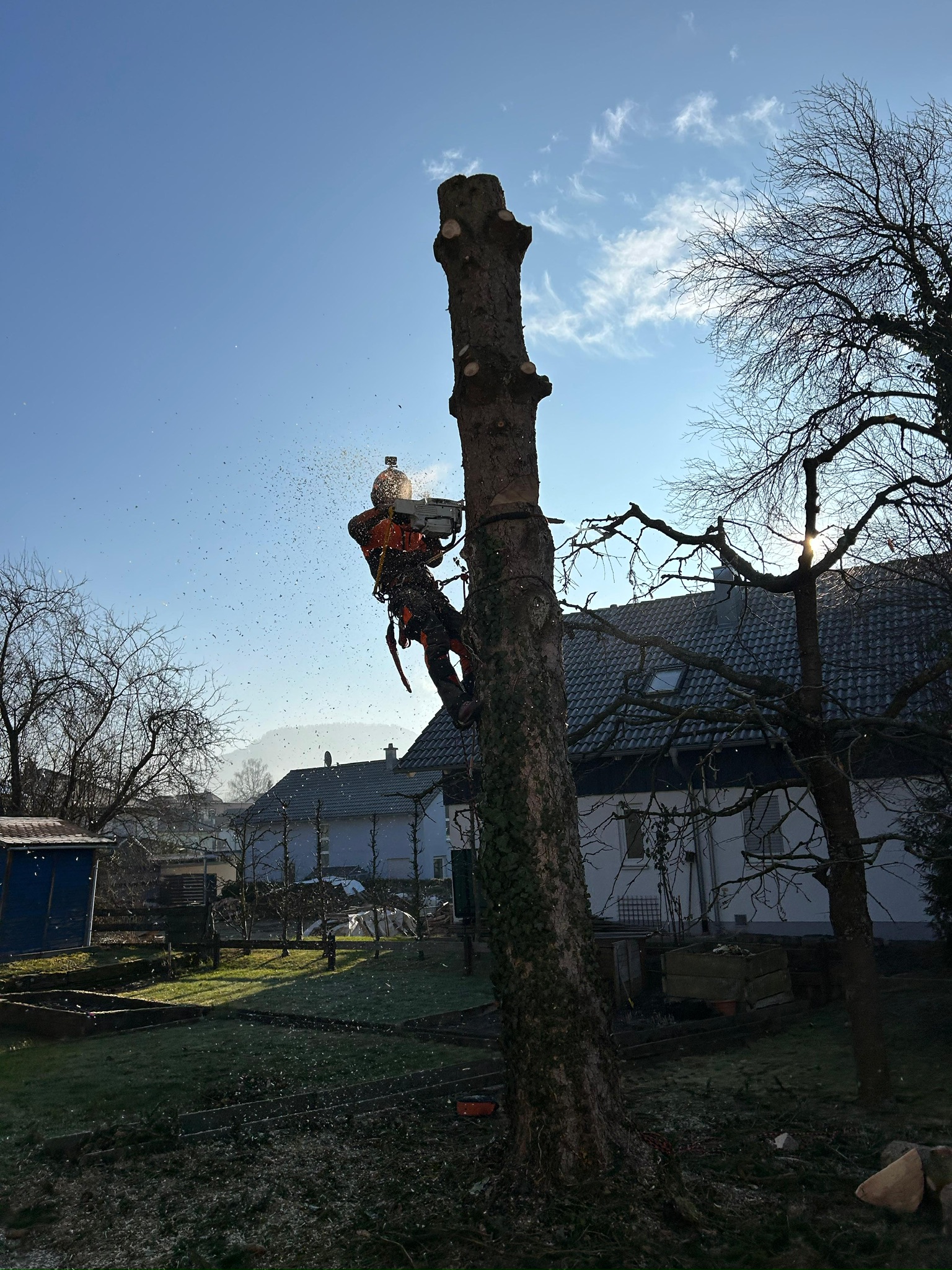 Baumfällung in großer Höhe