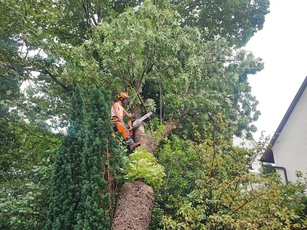 Baumfällung per Klettertechnik im Garten