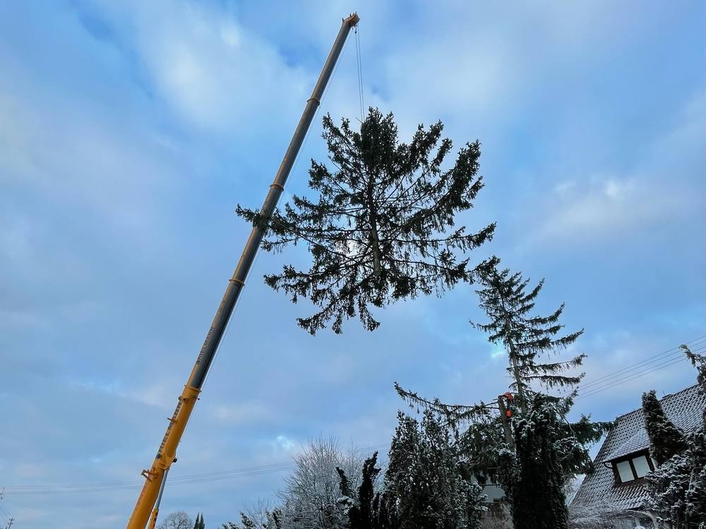 Kranfällung im Winter
